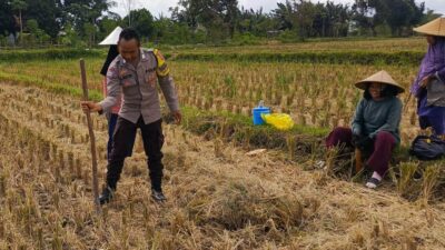 Polri Hadir di Tengah Sawah: Wujud Komitmen Ketahanan Pangan di Kuripan