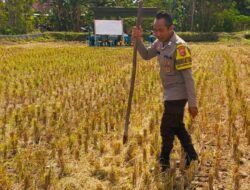 Polsek Kuripan Apresiasi Langkah Humanis Bhabinkamtibmas Dukung Petani Lokal