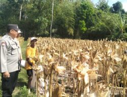 Ketahanan Pangan Terjaga, Polri Kawal Panen Jagung di Lombok Barat