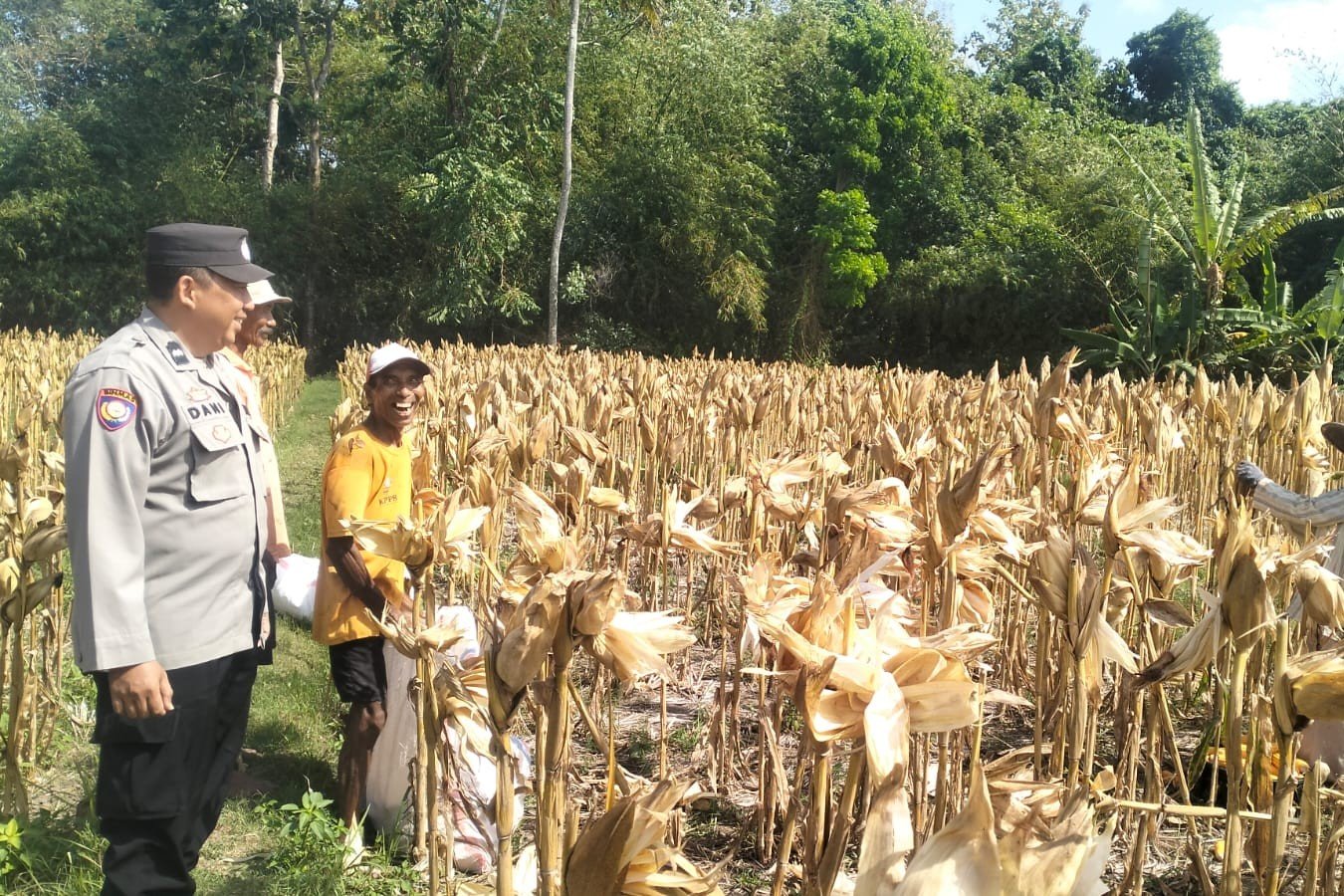 Panen Jagung Sukses di Gerung Selatan, Polri Hadir Jaga Kondusivitas