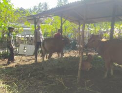 Bhabinkamtibmas Batu Putih Bina Warga Kembangkan Sapi Ternak