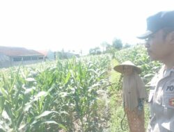 Kolaborasi Polri dan Petani di Labuapi, Wujudkan Ketahanan Pangan Nasional