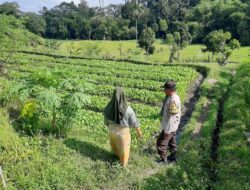 Ketahanan Pangan Berbasis Warga: Inisiatif Bhabinkamtibmas di Kediri, NTB