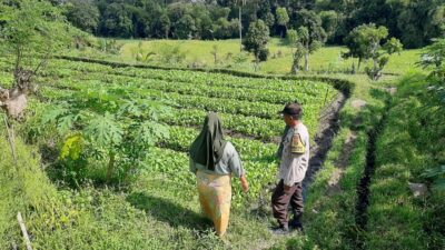 Ketahanan Pangan Berbasis Warga: Inisiatif Bhabinkamtibmas di Kediri, NTB