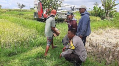 Sinergi Petani dan Polisi di Kediri Lombok Barat, Wujudkan Swasembada Jagung