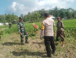 Kolaborasi TNI-Polri dan Petani Taman Ayu Wujudkan Desa Tangguh Pangan