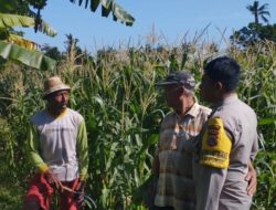 Jagung Jadi Andalan Banyumulek untuk Stabilkan Pangan Lokal