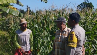 Jagung Jadi Andalan Banyumulek untuk Stabilkan Pangan Lokal