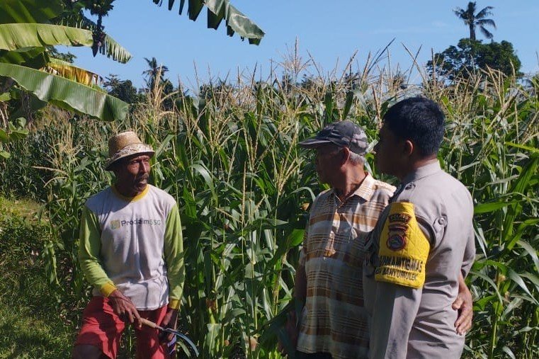 Jagung Jadi Andalan Banyumulek untuk Stabilkan Pangan Lokal