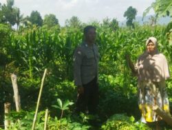 Pendekatan Humanis Polri di Sawah Karang Kuripan: Wujudkan Pangan Aman