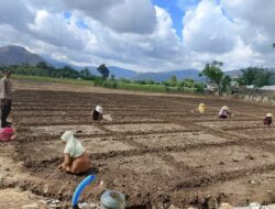 Semangat Membangun Indonesia Sebagai Lumbung Pangan Dunia dan Sukseskan Program Ketapang Nasional Bhabinkamtibmas Polsek Woha Pantau Budidaya Bawang Merah