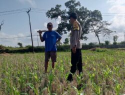 Pekarangan Jadi Lumbung Keluarga: Polri dan Warga Desa Kuripan Wujudkan Pangan Tangguh