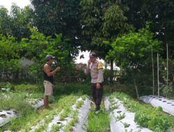 Dukung Program Nasional, Polsek Kuripan Galakkan Ketahanan Pangan di Jagaraga