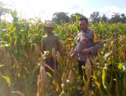 Bhabinkamtibmas Desa Jagaraga Gagas Kemandirian Pangan di Tambang Eleh