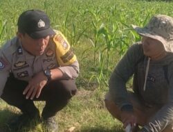 Bhabinkamtibmas Karang Bongkot Motivasi Petani Jagung Manis Eksotik Lombok Barat