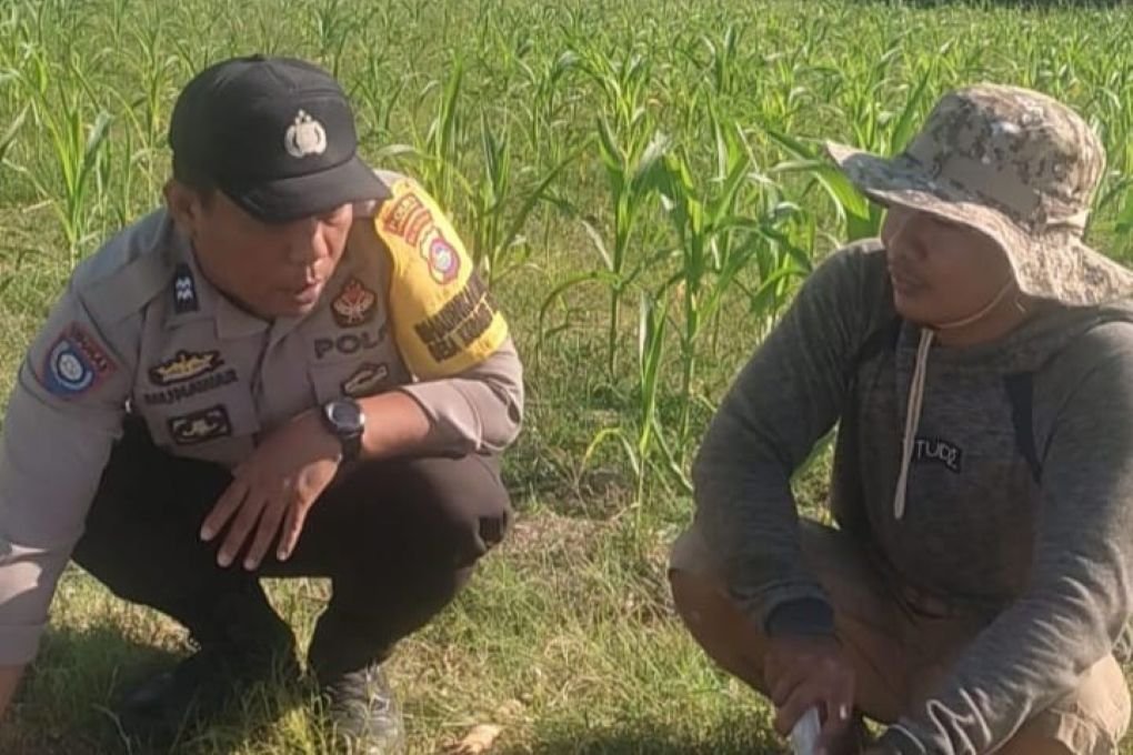 Bhabinkamtibmas Karang Bongkot Dukung Petani Jagung Manis Eksotik Lombok Barat