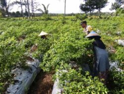 Petani Dusun Pelulan Dapat Pendampingan Polsek Kuripan saat Panen Cabai