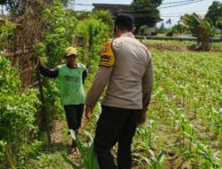 Polsek Labuapi Hadirkan Pasar Murah, Dukung Petani Wujudkan Pangan Mandiri