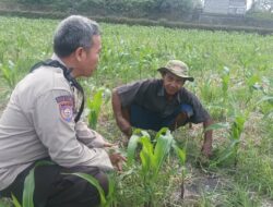 Dari Batulayar, Langkah Nyata Dukung Swasembada Pangan Dimulai dari Pekarangan