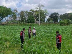 Ketahanan Pangan Lombok Barat, Bhabinkamtibmas Aktif Dukung Panen Jagung Warga