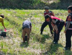 Wujud Kepedulian Polri: Sat Samapta Kawal Proses Tanam Jagung di Kuripan