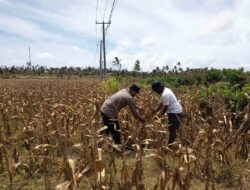 Bhabinkamtibmas Kedaro Dukung Petani Hadapi Tantangan Panen di Sekotong
