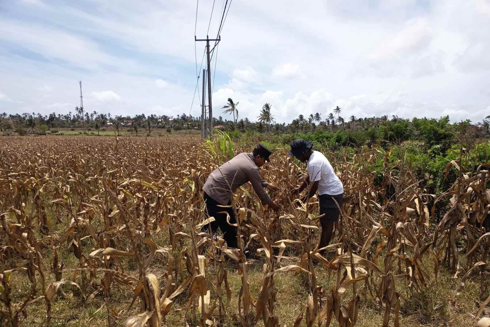 Polri Dampingi Petani Kedaro Sinergi Ketahanan Pangan di Lombok Barat