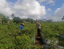 Panen Cabai di Kuripan: Wujud Nyata Kolaborasi Polri dan Petani