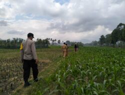 Penyemprotan Insektisida di Lelede Wujud Nyata Dukungan Ketahanan Pangan