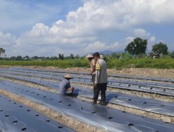 Sinergi Polsek Kediri dan Masyarakat Montong Are Perkuat Pangan Lokal