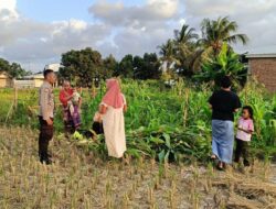 Kuripan Utara Perkuat Ketahanan Pangan Lewat Sinergi Polri dan Petani