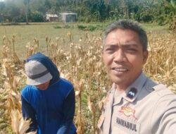 Kunjungan Bhabinkamtibmas di Eyat Mayang: Dorong Produksi Jagung dan Jaga Kamtibmas