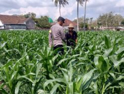 Kolaborasi Polsek Kuripan dan Kelompok Tani Beriuk Tinjal Perkuat Kemandirian Pangan