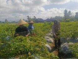 Kolaborasi Polisi dan Warga Kuripan Wujudkan Kemandirian Pangan Keluarga