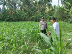 Polri di Tengah Petani Jagung: DDS Bangun Ketahanan Pangan Sekotong