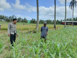 Jagung dan Keamanan: Bhabinkamtibmas Cendi Manik Turun ke Lahan