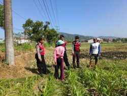 Polri Hadir Bantu Petani Jagung Wujudkan Swasembada di Lombok Barat