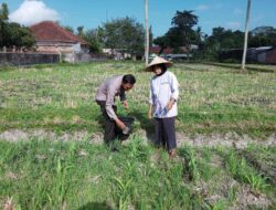 Polsek Kuripan Galakkan Pertanian Pekarangan Demi Kesejahteraan Warga