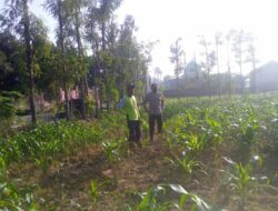 Kolaborasi Polisi dan Petani di Jagaraga untuk Wujudkan Lumbung Pangan Lokal