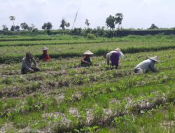 Bhabinkamtibmas Desa Montong Are Hadirkan Dialog Pertanian dan Keamanan