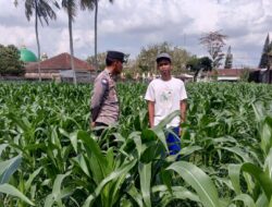 Warga Kuripan Bangun Lumbung Pangan Keluarga Bersama Bhabinkamtibmas