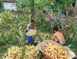 Ketahanan Pangan Lombok Barat: Polisi dan Petani Jagung Eyat Mayang Bersinergi Jaga Ketersediaan