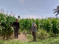 Polsek Kuripan Dorong Ketahanan Pangan Desa Jagaraga Lombok Barat