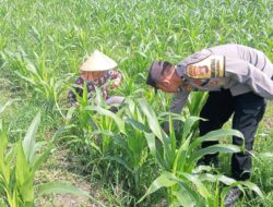 Sinergi Kepolisian dan Warga Desa Kuripan, Perkuat Kamtibmas dan Ketahanan Pangan