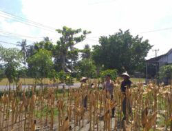 Sinergi Polisi dan Petani pada Panen Jagung Hibrida di Dusun Berambang, Lombok Barat