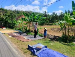 Polri Hadir di Sawah: Eyat Mayang Jadi Contoh Dukungan Ketahanan Pangan