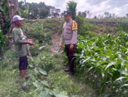 Jagung Jadi Alternatif Pangan di Desa Jagaraga, Bhabinkamtibmas Jadi Penggerak