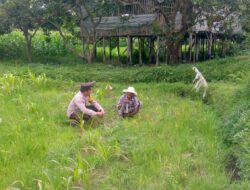 Kapolsek Kuripan: Polisi Hadir Bukan Hanya Tegakkan Hukum, tapi Juga Bantu Ketahanan Pangan Desa