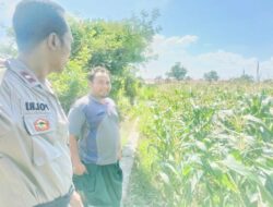 Polri Hadir untuk Pangan: Petani Desa Labuapi Didukung Tanam Jagung di Lahan Kosong