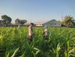 Sinergi Polisi dan Petani Desa Kuranji Dalang Dukung Program Ketahanan Pangan Nasional